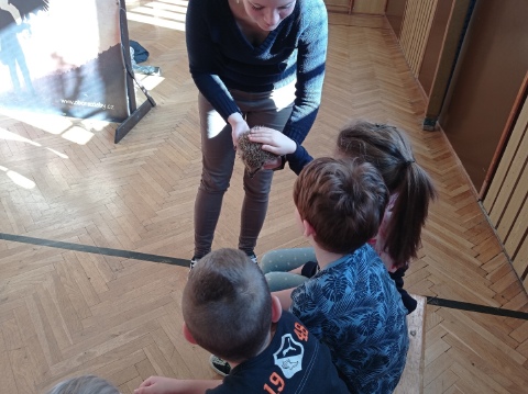Obrázek v galerii